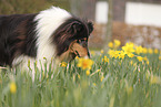 Collie
