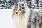 Collie