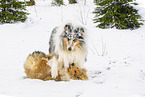 Collies
