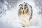 Collie