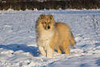 Collie