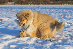Collies
