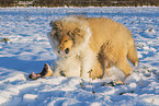 Collies