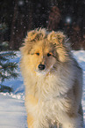 Collie