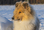 Collie