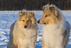 Collies
