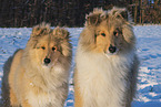 Collies