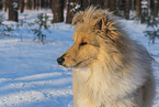 Collie