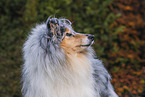 Collie