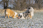 Collies