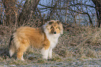 Collie