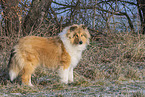 Collie