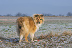 Collie