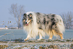 Collie