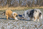 Collies