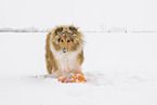 Collie