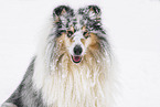 Collie