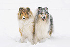Collies