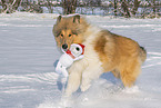Collie