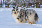 Collie