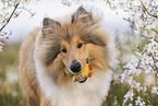 Collie