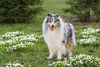 Collie