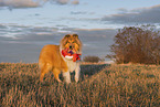 Collie