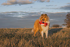 Collie