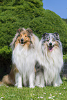 Collies
