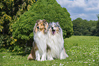 Collies