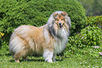 Collie