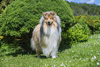 Collie
