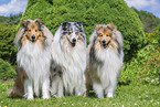 Collies