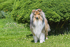 Collie