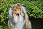 Collie
