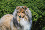 Collie