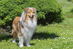 Collie