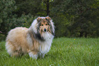 Collie
