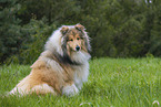 Collie
