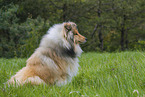 Collie