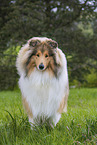 Collie