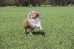 Collie