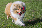 Collie
