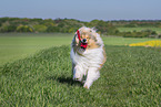Collie