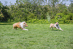 Hunde