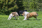 Hunde