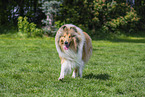 Collie