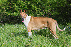 Collie