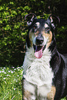 Collie