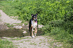 Collie